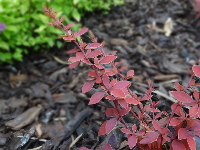 Berberis Coronita - Culori in gradina