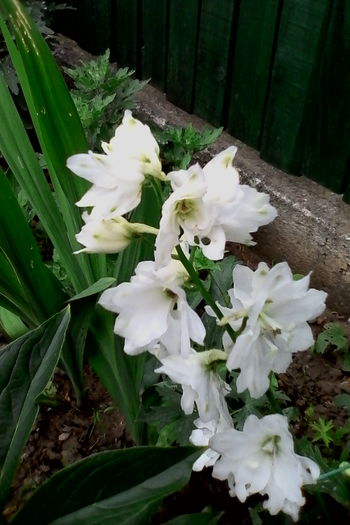 delphinium - 5Vara 2016