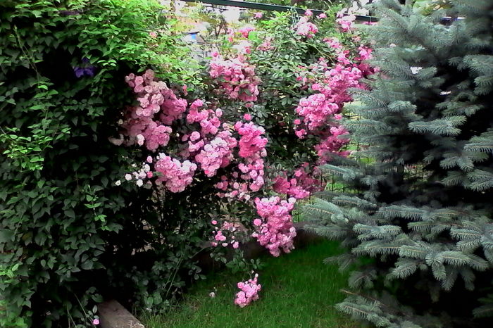 IMG_20160614_074829 - 5Vara 2016