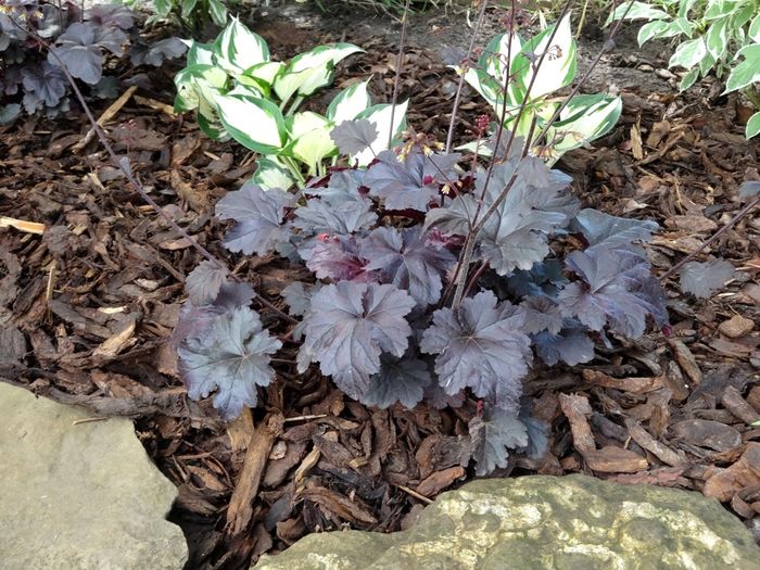 Heuchera Obsidian - Heuchera si heucherella