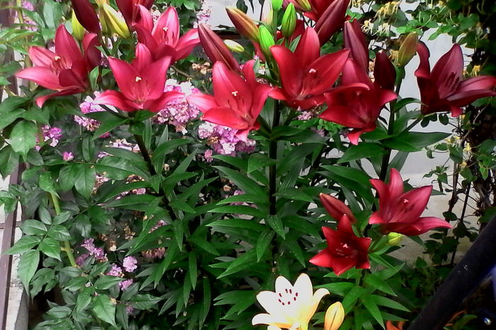 IMG_20160614_074544 - 5Vara 2016