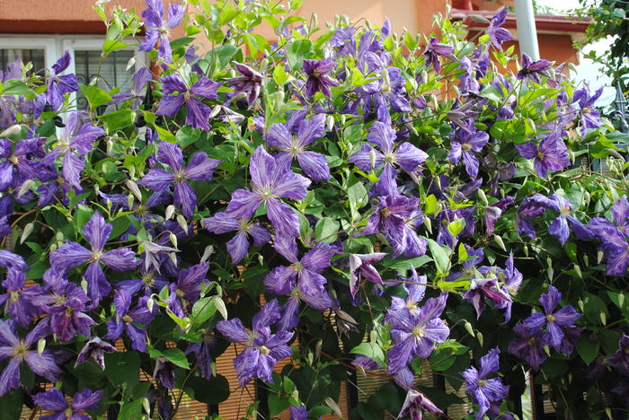 clematis Tie Dye