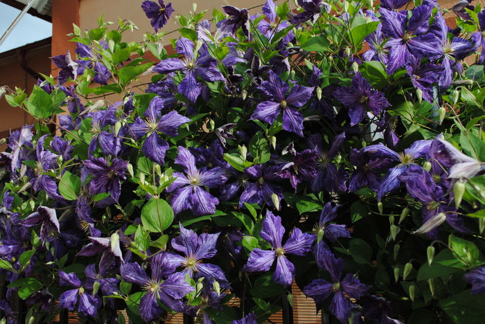 clematis Tie Dye - 2016 clematite