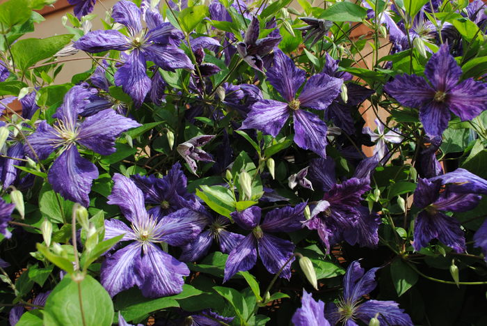 clematis Tie Dye