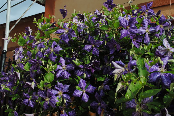 clematis Tie Dye