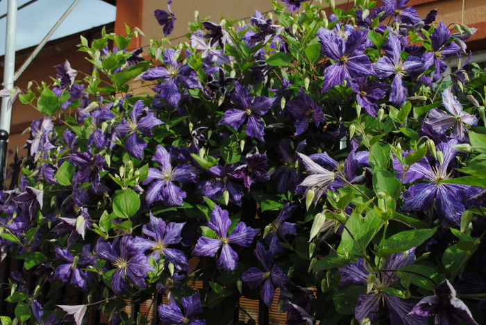 clematis Tie Dye