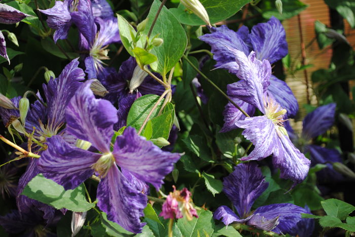 clematis Tie Dye
