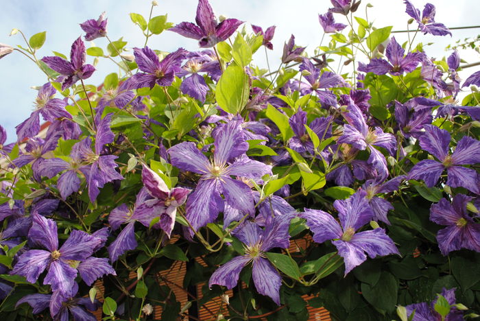 clematis Tie Dye