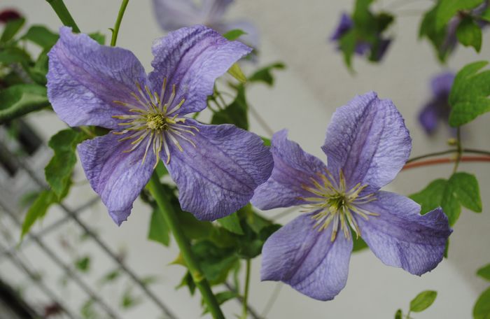 clematis viticella Emilia Plater