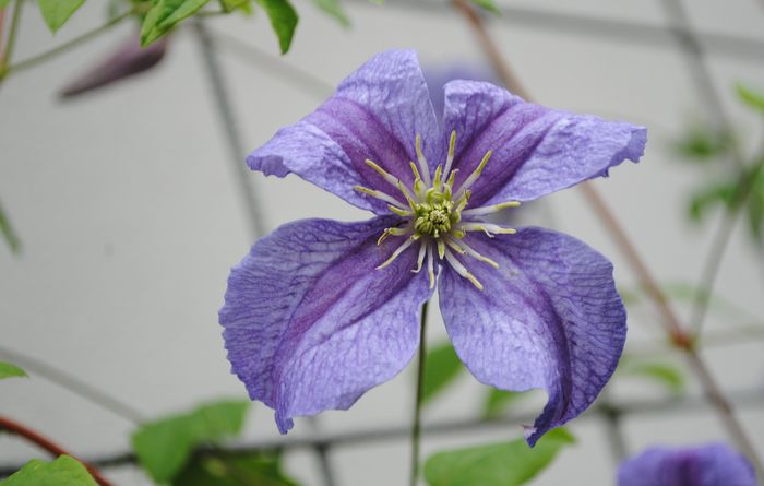 clematis viticella Emilia Plater - 2016 clematite