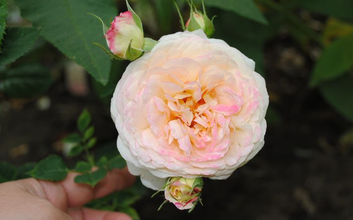 Rosomane Janon, prima floare:))