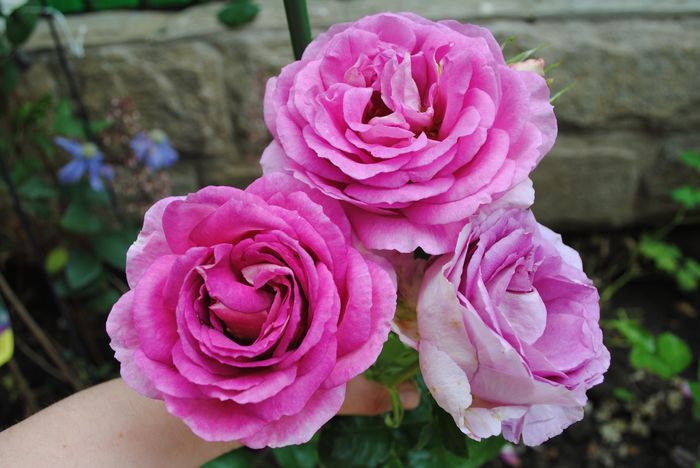 village-de-saint-yrieix rose