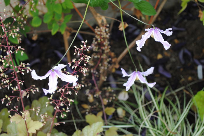 Clematis Hanajima