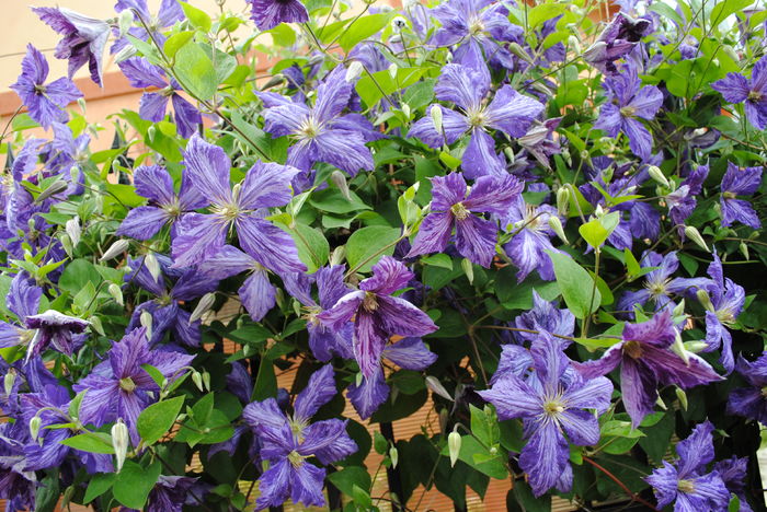 clematis Tie Dye
