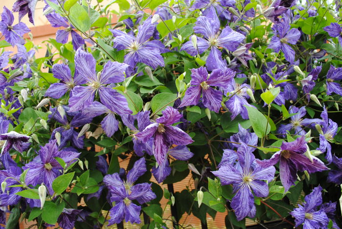 clematis Tie Dye