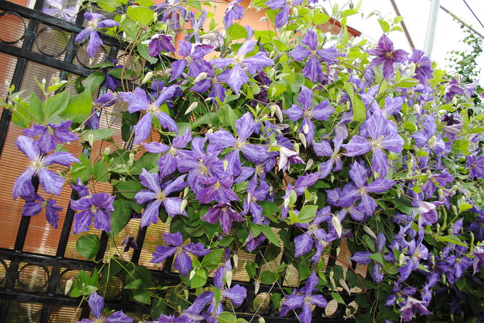 clematis Tie Dye