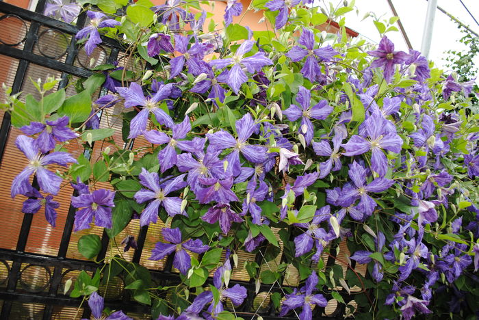 clematis Tie Dye
