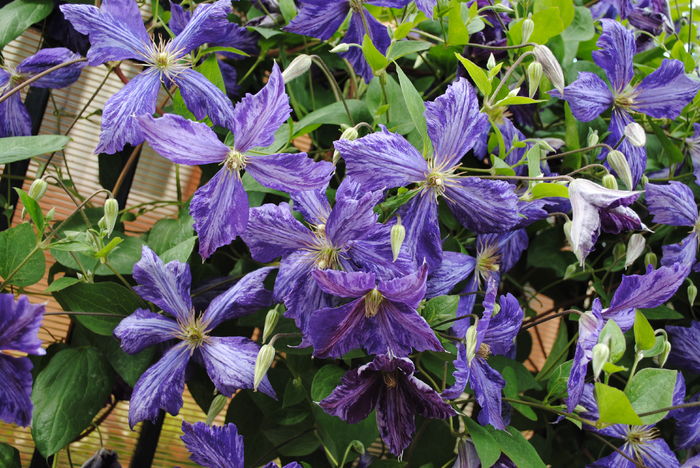 clematis Tie Dye