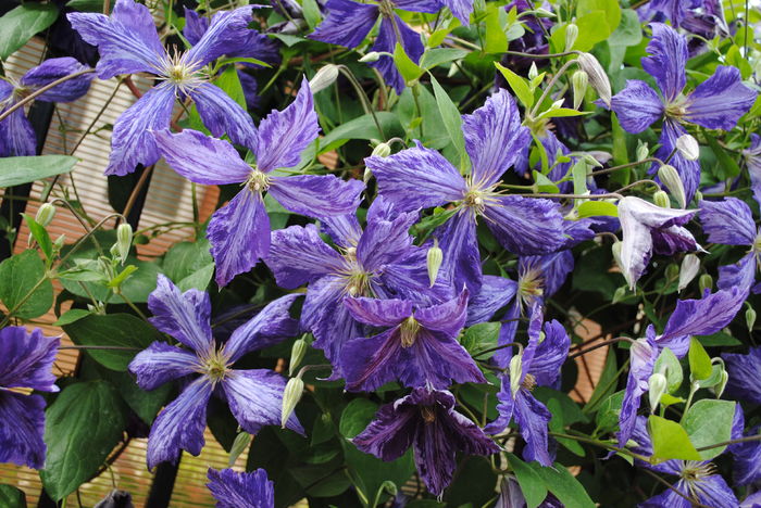 clematis Tie Dye