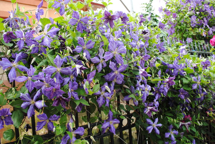 clematis Tie Dye