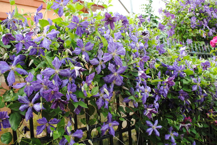 clematis Tie Dye