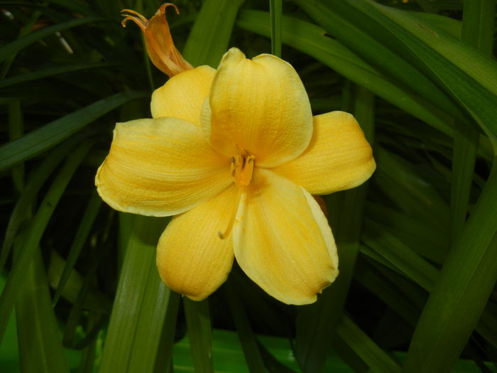 Hemerocallis Stella de Oro (2016, Jun.12)