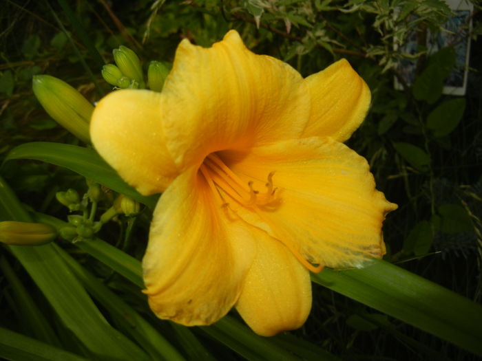 Hemerocallis Stella de Oro (2016, Jun.12)