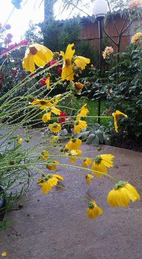 13393940_10206334986757705_8654305149906082277_n