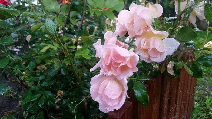 13406944_10206334991277818_2238124101168911464_n