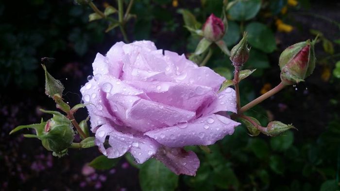 13419246_10206334994837907_8785821287205699407_n