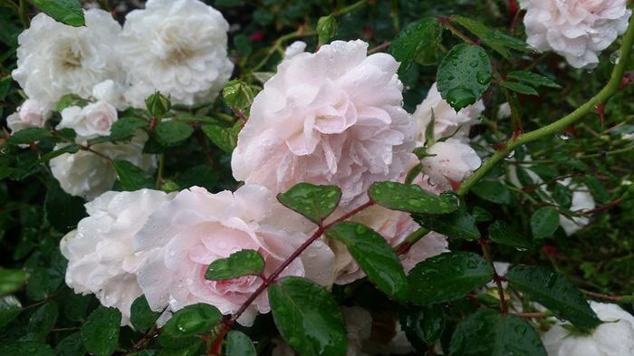 13450213_10206334991957835_8147571264864397788_n