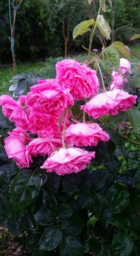 13466213_10206334986957710_1719822570119930451_n