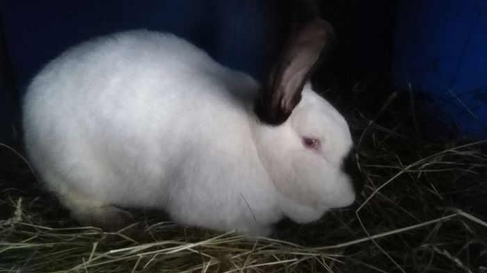 110550=FEMELA =9 LUNI ;