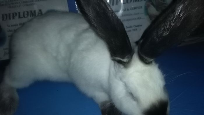 195513=MASCUL=4 LUNI ;