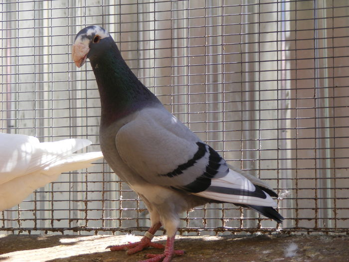 M 2015 vindut iun.2016