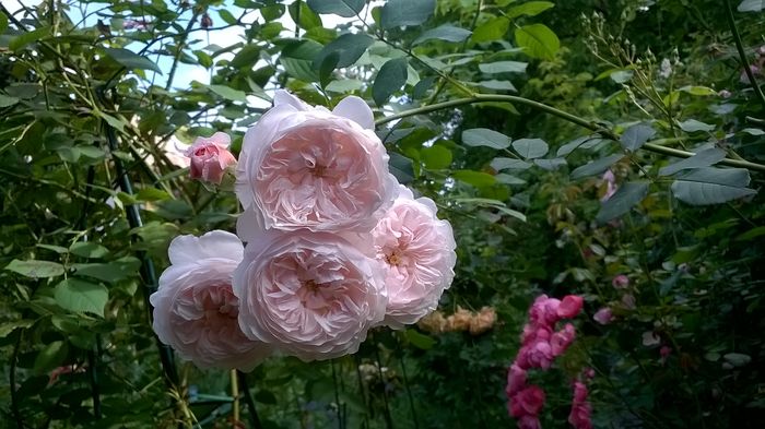 WP_20160614_011