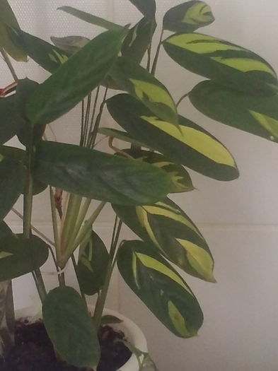 Calathea - Flori 2016