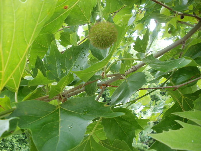 Frunze si fruct de platan - Arbori