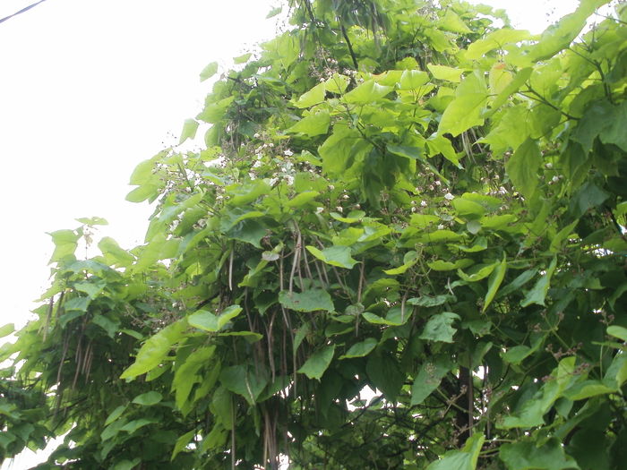 Catalpa frunze flori si teci cu seminte - Arbori