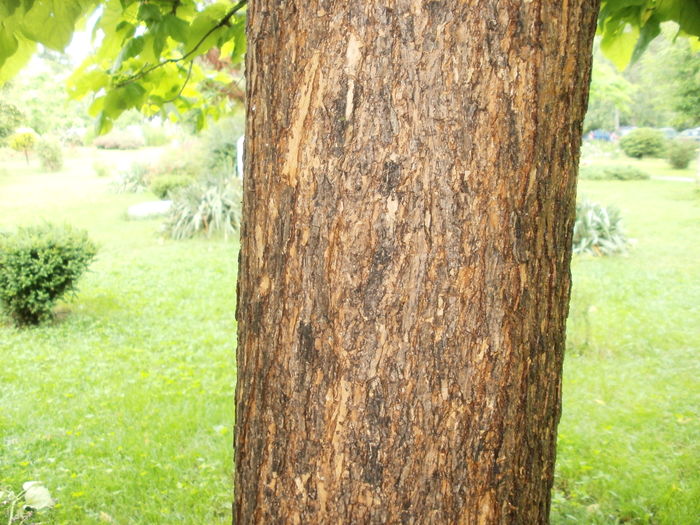 Catalpa - Recunoasterea arborilor dupa scoarta