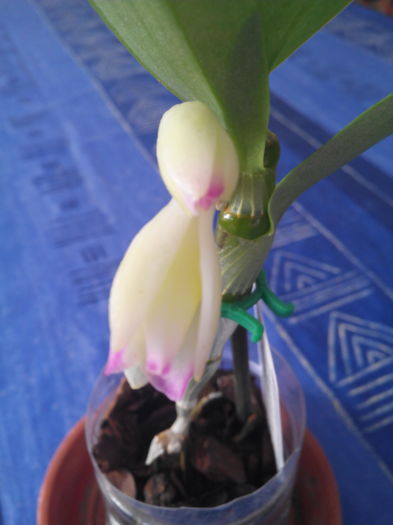 de la Alina; Micu%u021B%u0103 si frumoasa.Ma bucura ca a inflorit
