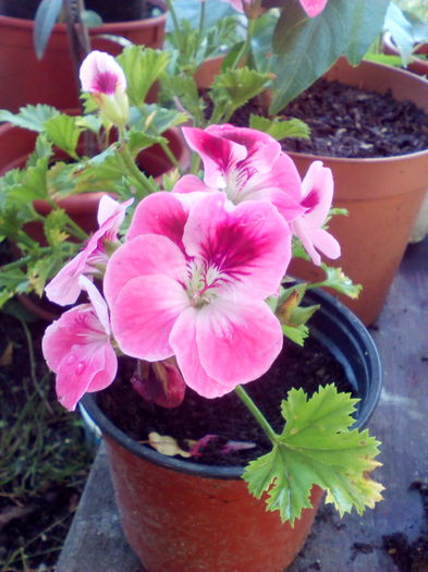 1465970201227-469419831