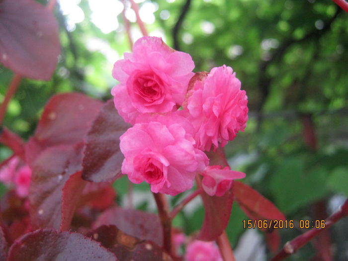 IMG_0022 - begonia