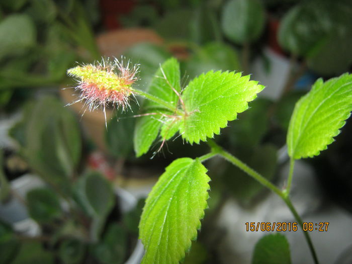 Multumesc! - Acalypha reptans