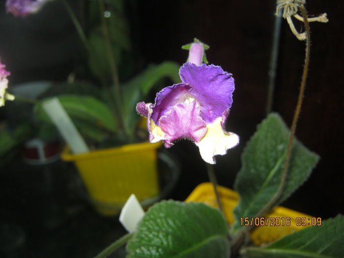 IMG_0054 - Streptocarpus