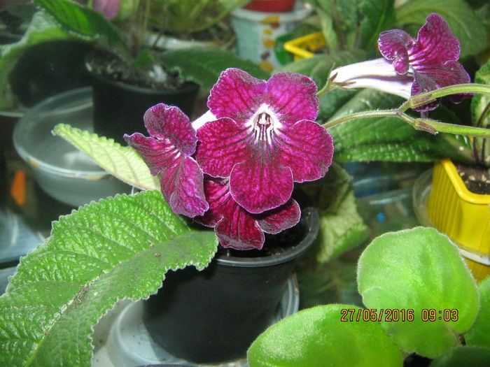 IMG_0126 - Streptocarpus