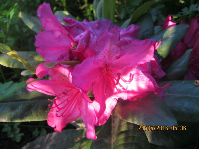 IMG_0044 - Rhododendron