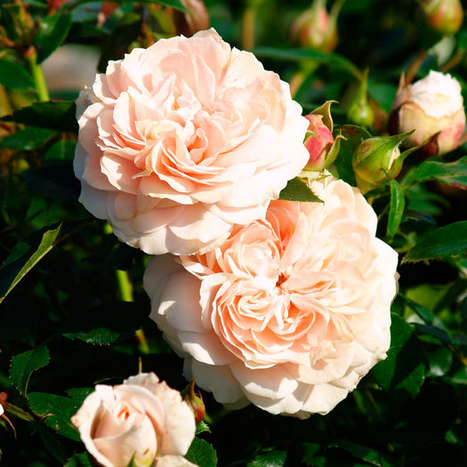 CREAM FLOWER CIRCUS