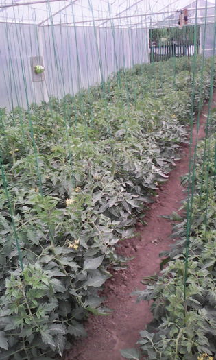 IMG_20160602_132917; Tomate Tamaris
