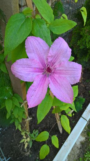 WP_20160615_12_15_22_Pro - Clematite 2016